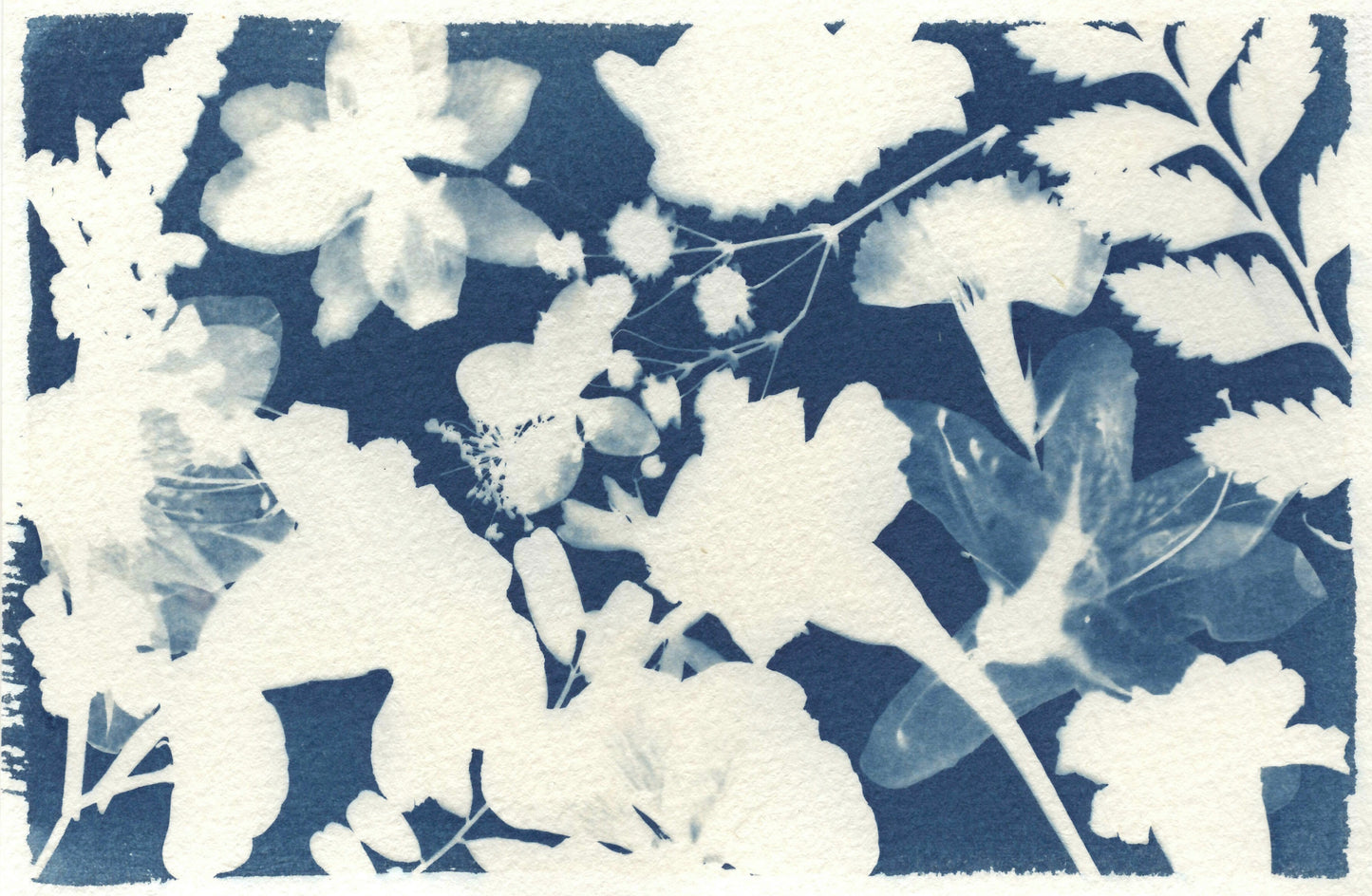 Cyanotype in the Garden