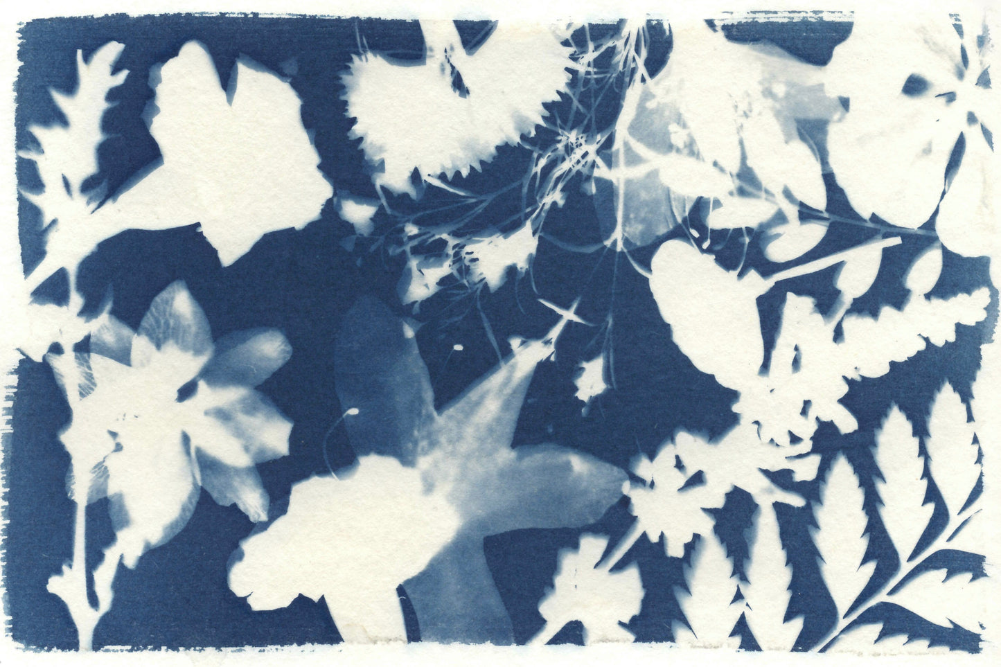 Cyanotype in the Garden