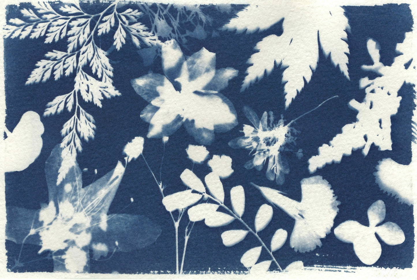 Cyanotype in the Garden
